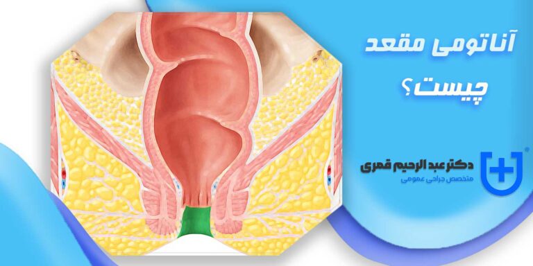 مقعد چیست؟ و فرق مقعد با راست‌روده چیست؟